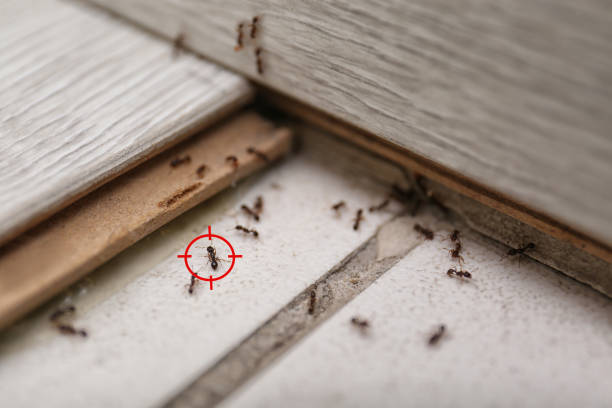 Best Mosquito Control Services  in Birch Run, MI