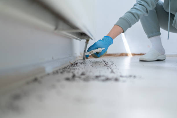 Best Cockroach Control Services  in Birch Run, MI